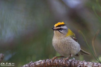 Fiorrancino (Regulus ignicapilla)