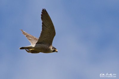 Falco pellegrino (Falco peregrinus) 