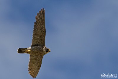 Falco pellegrino (Falco peregrinus) 