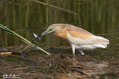 Sgarza ciuffetto (Ardeola ralloides)