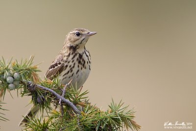 Prispolone (Anthus trivialis)  