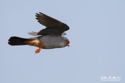 Falco cuculo (Falco vespertinus)