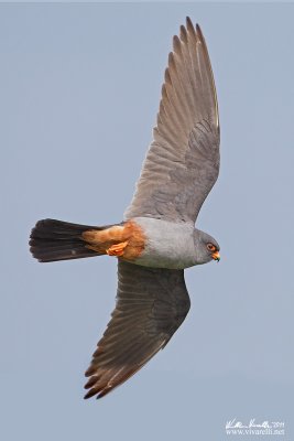 Falco cuculo (Falco vespertinus)