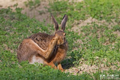 Lepre comune (Lepus europaeus)