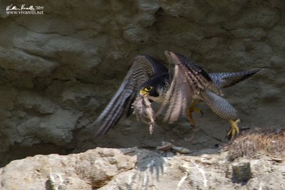 falco pellegrino (Falco peregrinus) 
