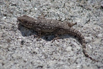 Tarantola muraiola (Tarentola mauritanica)