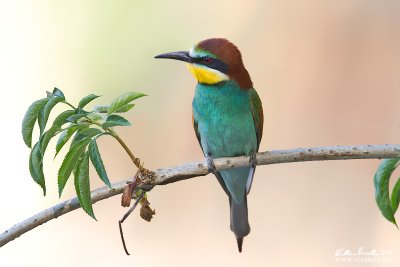 Gruccione  (Merops apiaster)