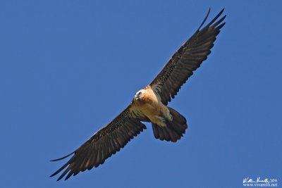 Gipeto (Gypaetus barbatus)