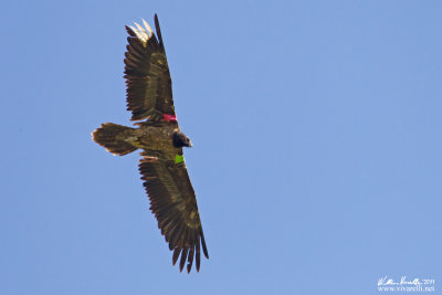 Gipeto (Gypaetus barbatus)