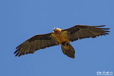 Gipeto (Gypaetus barbatus)