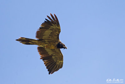 Gipeto (Gypaetus barbatus)