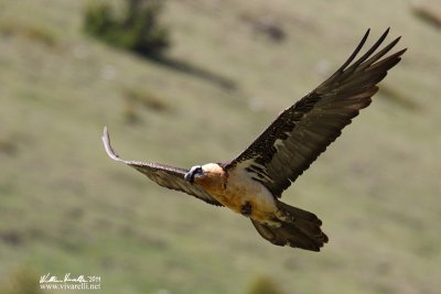 Gipeto (Gypaetus barbatus)