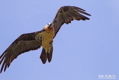 Gipeto (Gypaetus barbatus)