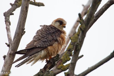 Falco cuculo (Falco vespertinus)