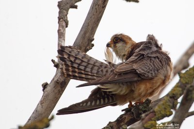 Falco cuculo (Falco vespertinus)