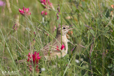 Calandro (Anthus campestris)