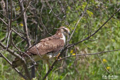 Falco pecchiaiolo (Pernis apivorus)