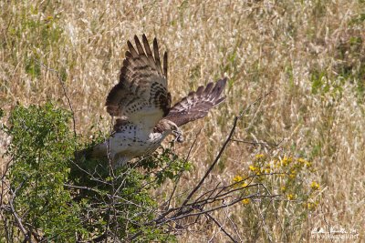 Falco pecchiaiolo (Pernis apivorus)