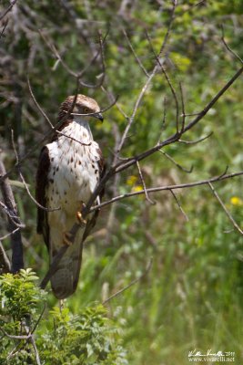 Falco pecchiaiolo (Pernis apivorus)