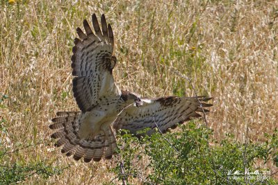 Falco pecchiaiolo (Pernis apivorus)