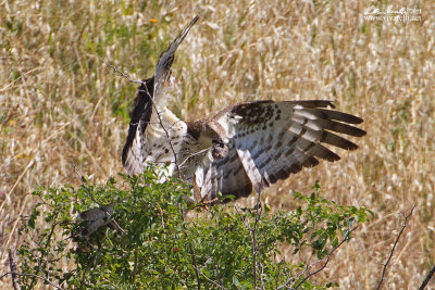 Falco pecchiaiolo (Pernis apivorus)