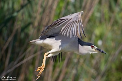 Nittcora (Nycticorax nycticorax)