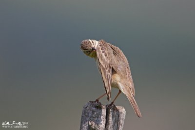 Calandro (Anthus campestris)