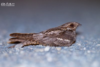 Succiacapre (Caprimulgus europaeus)