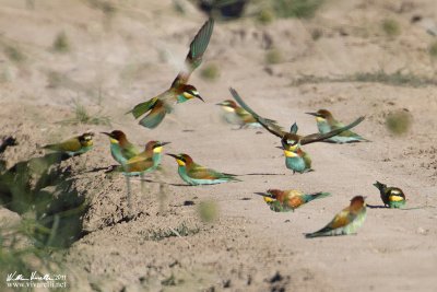 Gruccione  (Merops apiaster)