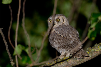 Assiolo (Otus scops)