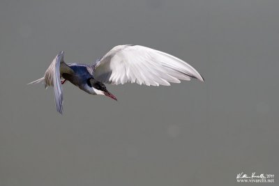 Mignattino piombato (Chlidonias hybrida)