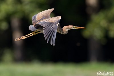 Airone rosso (Ardea purpurea)