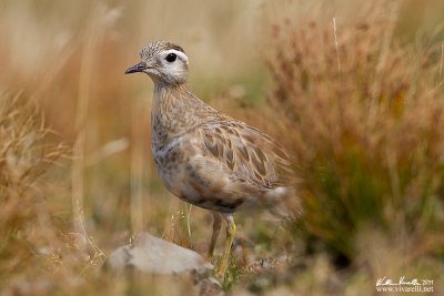 PIviere tortolino (Charadrius morinellus)