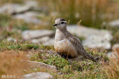 Piviere tortolino (Charadrius morinellus)