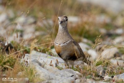 Piviere tortolino (Charadrius morinellus)