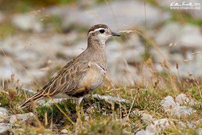 Piviere tortolino (Charadrius morinellus)