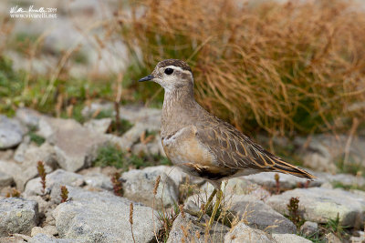 Piviere tortolino (Charadrius morinellus)