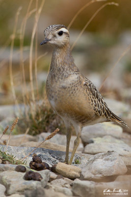 Piviere tortolino (Charadrius morinellus)