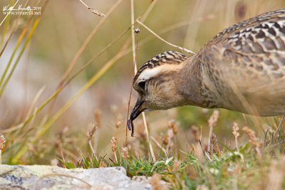 Piviere tortolino (Charadrius morinellus)