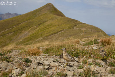 Piviere tortolino (Charadrius morinellus)