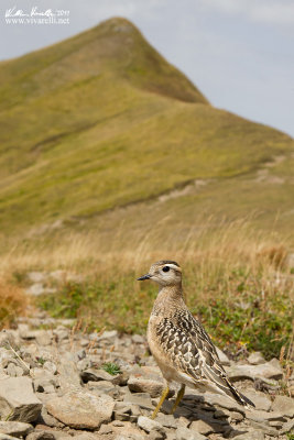 Piviere tortolino (Charadrius morinellus)