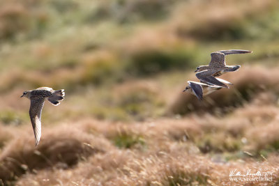 PIviere tortolino (Charadrius morinellus)