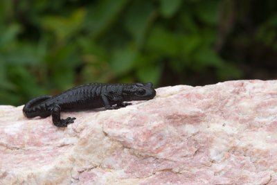 Salamandra nera (Salamandra atra)