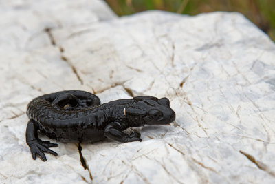 Salamandra nera (Salamandra atra)