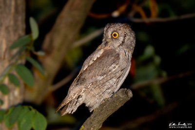 Assiolo (Otus scops)