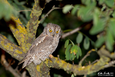 Assiolo (Otus scops)