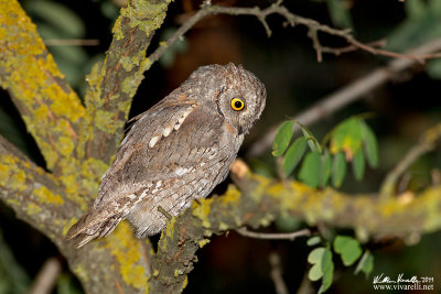 Assiolo (Otus scops)