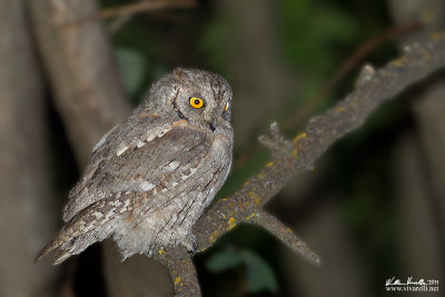 Assiolo (Otus scops)