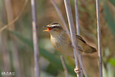 Forapaglie (Acrocephalus schoenobaenus)