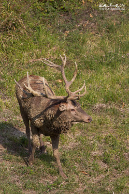 Cervo (Cervus elaphus)